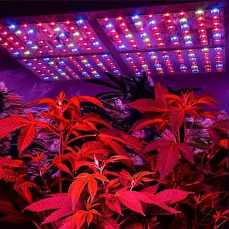 SEMILLAS DE MARIHUANA